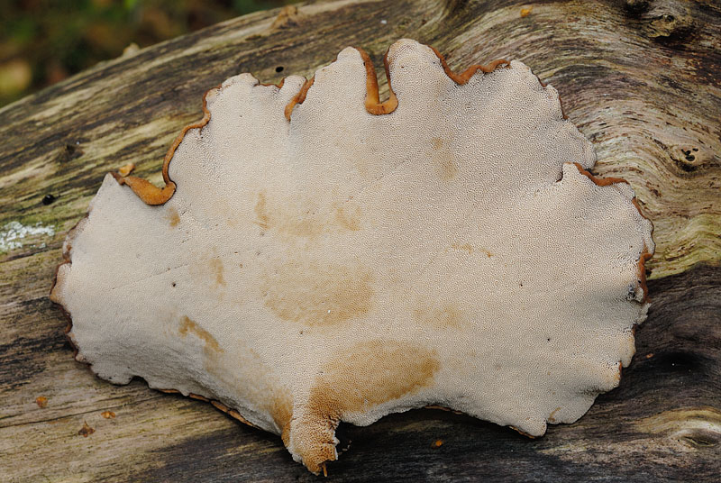 Polyporus leptocephalus